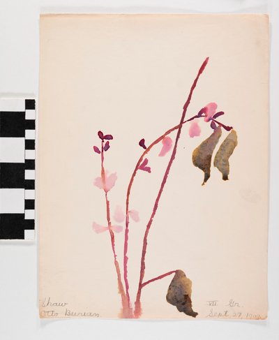 Watercolor on Paper of Pinkish Flowers with Brown Stems by Otto Burian